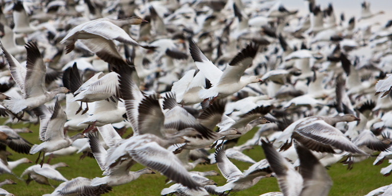 Snow Geese In Flight